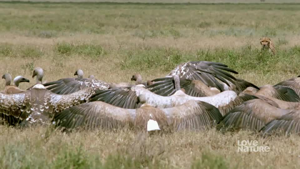 A pack of vultures feasts on a carcass, their wings spread wide. In the distance, a cheetah watches the scene unfold.