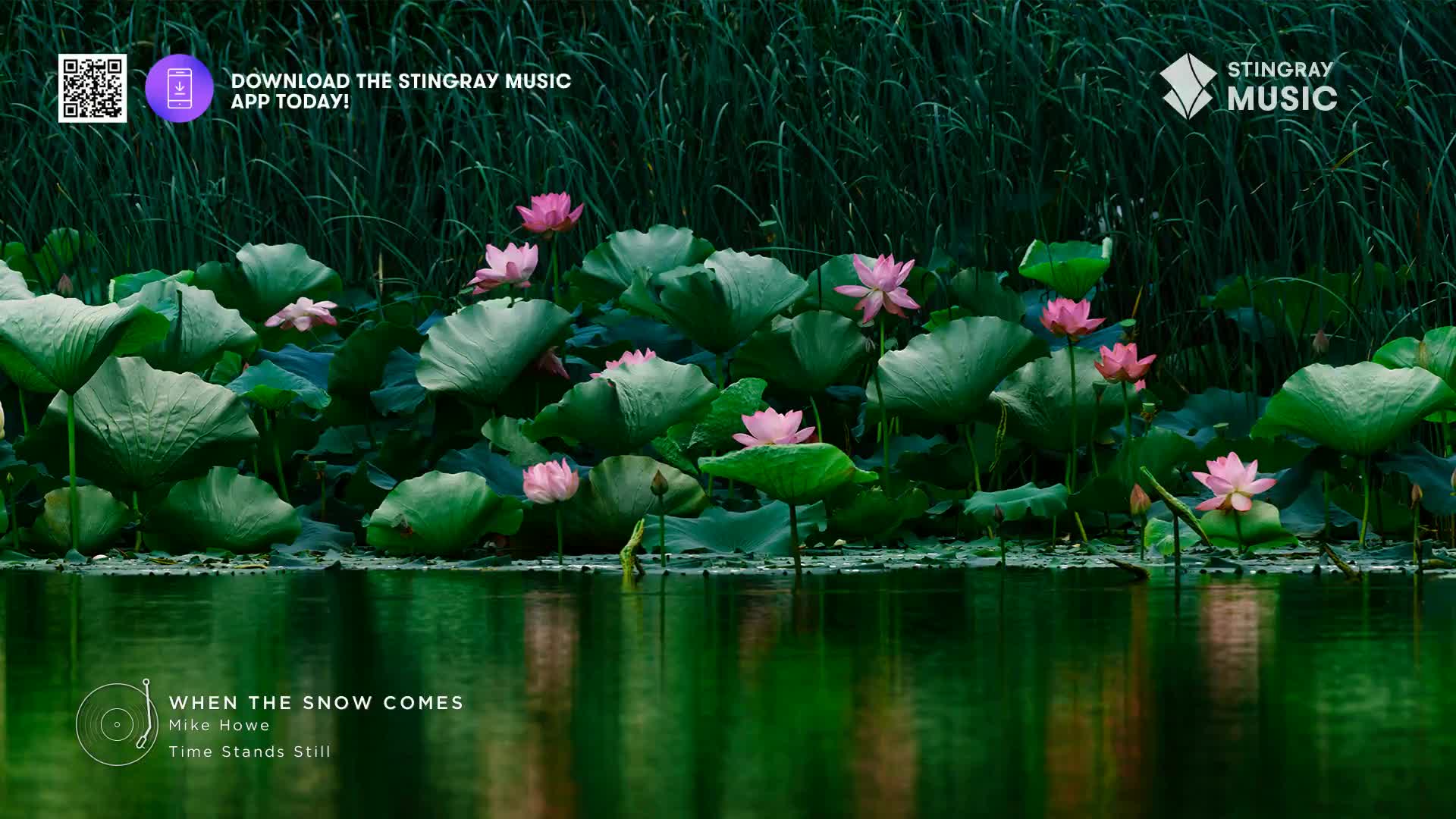 Pink lotus flowers bloom among broad green lily pads on the still water. Reeds stand tall behind the aquatic plants, framing the tranquil scene.