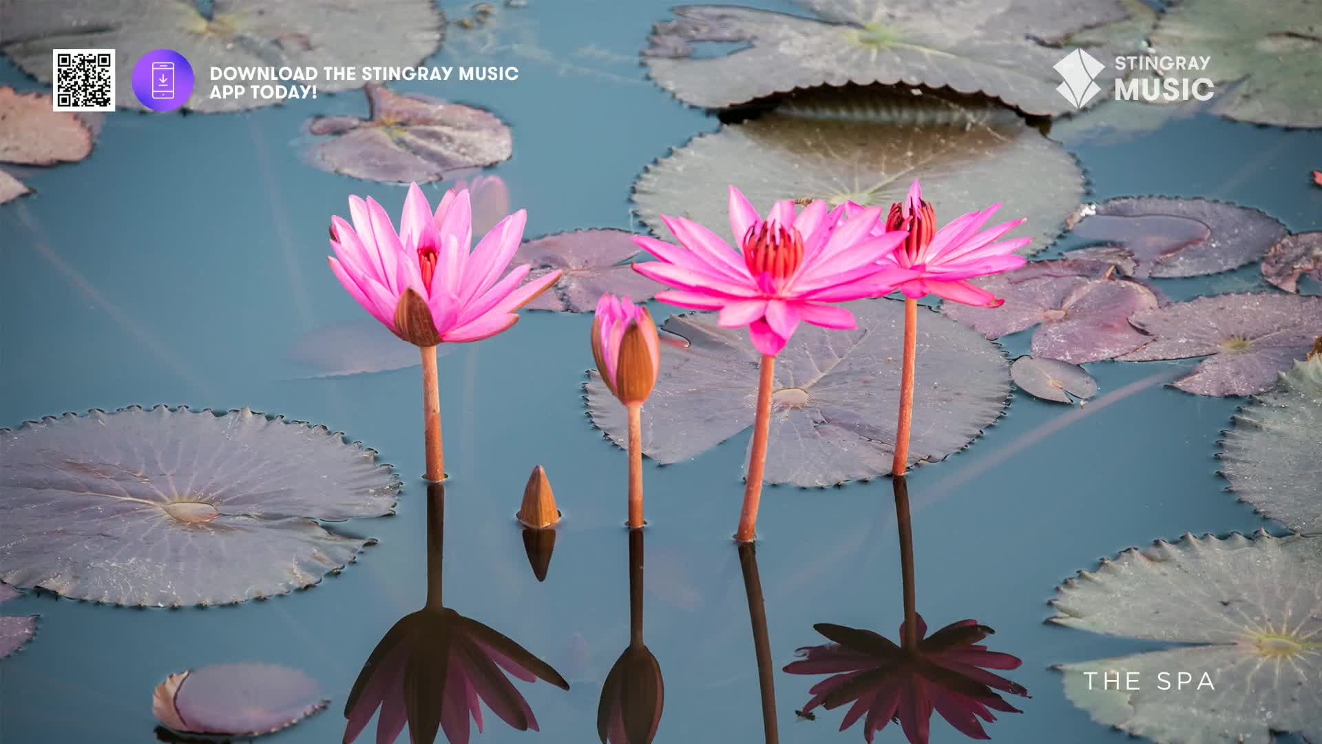 Pink water lilies float serenely on the calm, blue water, their reflections mirroring the vibrant blooms. A small, pointed bud stands beside them, hinting at future beauty.