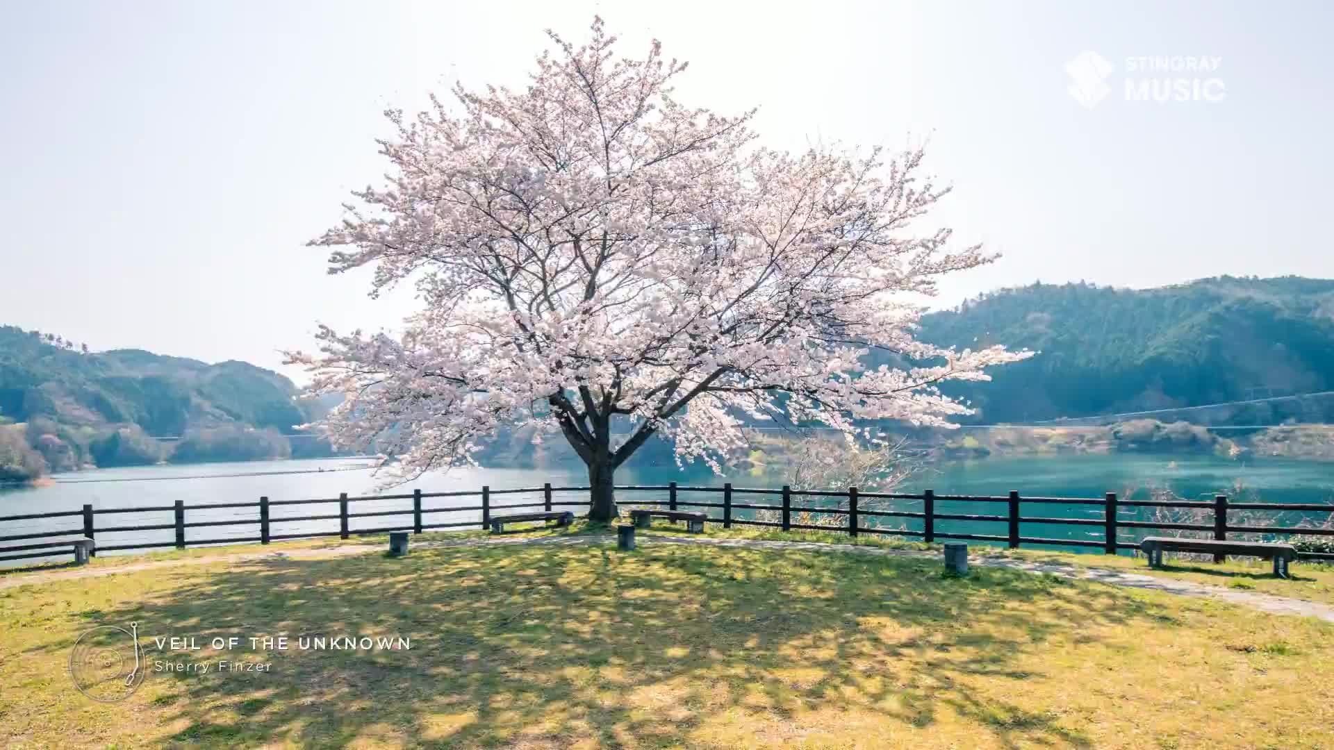 The cherry blossoms on the tree are a soft pink against the bright sky. A gentle breeze rustles the branches, and the lake behind the fence shimmers.