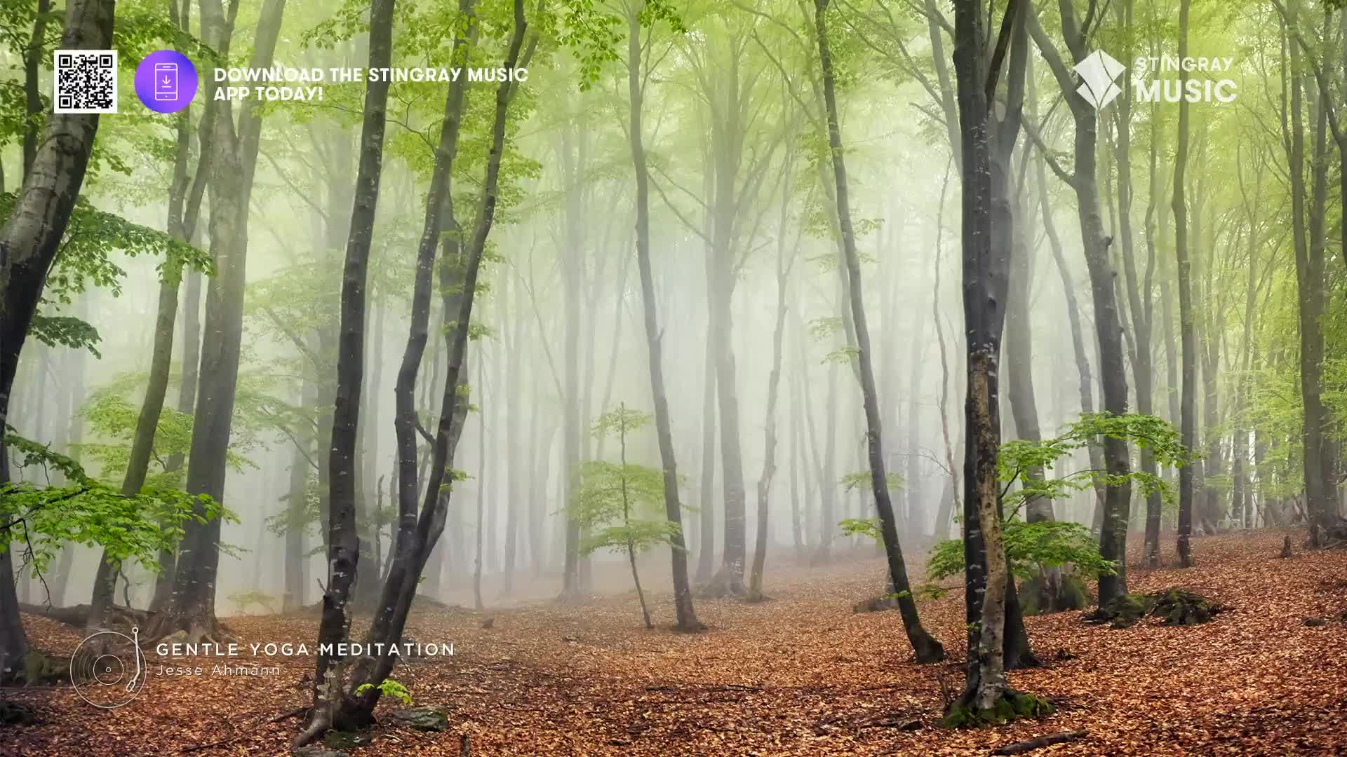 A thick fog hangs in a Canadian forest, obscuring the tall trees and the path carpeted with fallen leaves. The air feels still and quiet, like a spa's tranquil atmosphere.