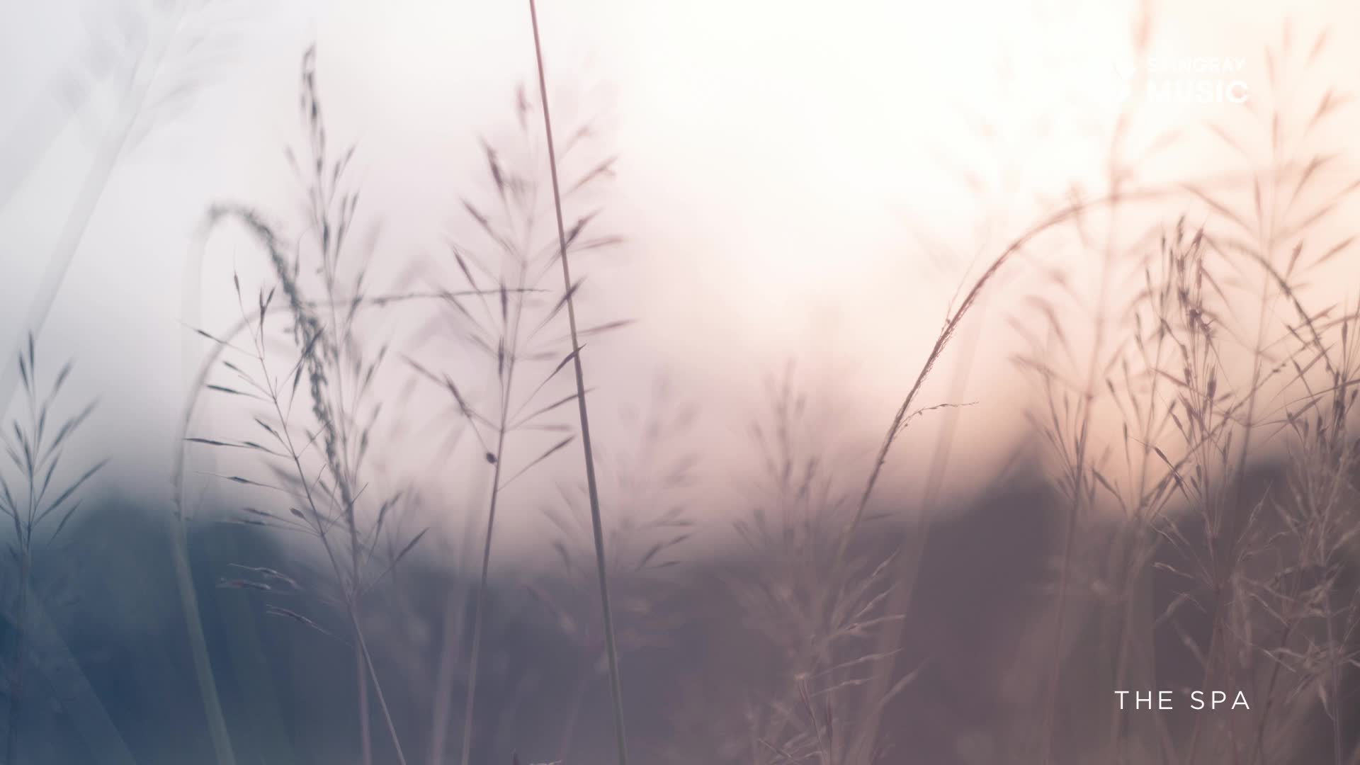 Tall grasses sway gently in the soft, diffused light. The air feels still and quiet, like a moment of calm at Stingray The Spa.