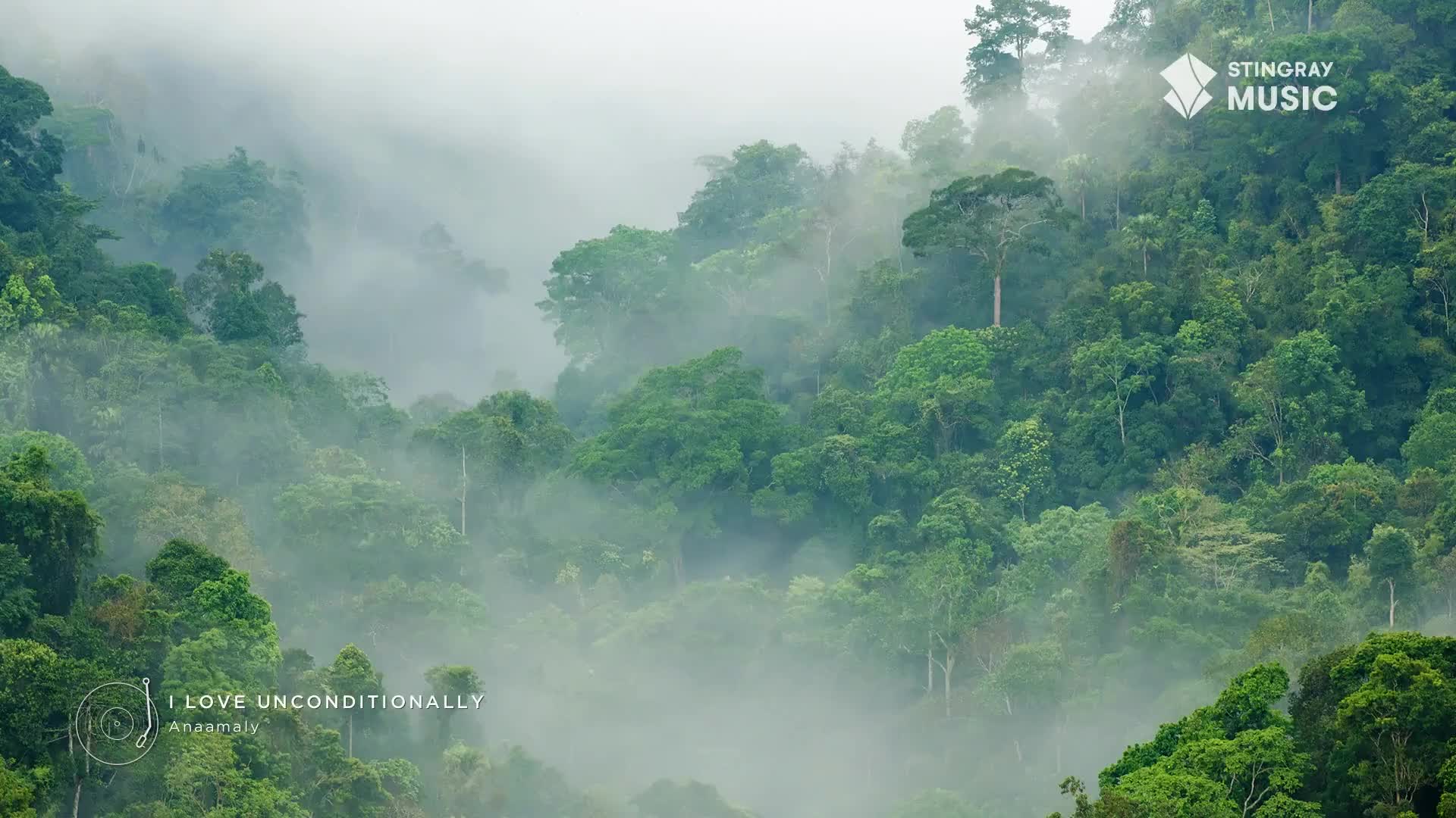Mist drifts through the dense, green canopy of a Canadian rainforest. The air hangs heavy and damp, obscuring the tops of ancient trees.