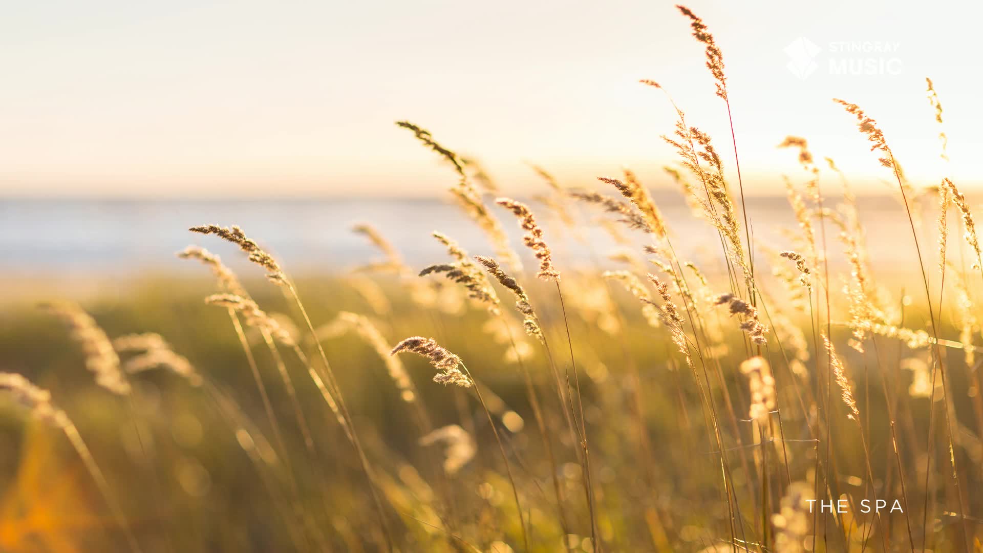 The tall grasses sway gently in the warm, late afternoon light. A soft breeze rustles through the heads of wheat, their golden stalks catching the sun.
