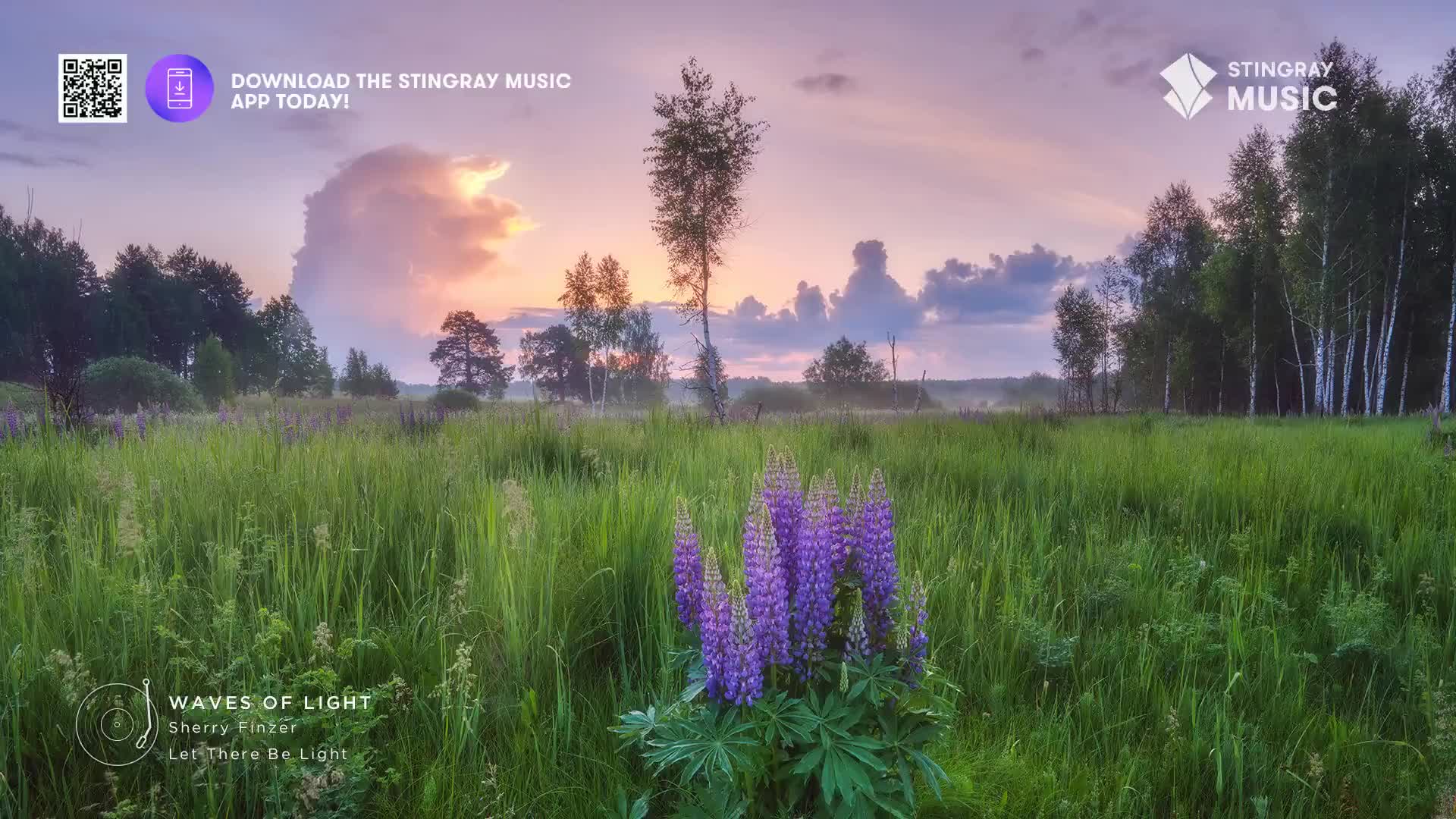 The sun is setting over a field of tall grass and purple lupines, casting a soft glow on the Canadian landscape. A gentle mist hangs in the air, softening the edges of the distant trees.