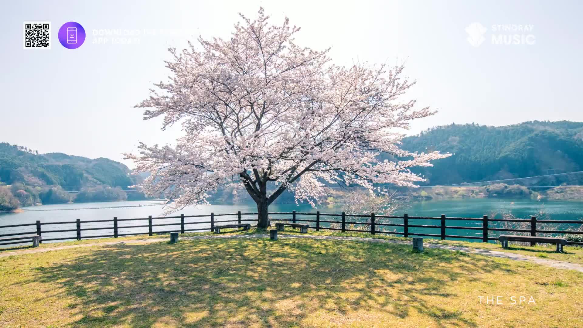 The cherry blossoms are in full bloom, a cloud of pale pink against the bright sky. A gentle breeze rustles through the branches, scattering petals onto the grass below.