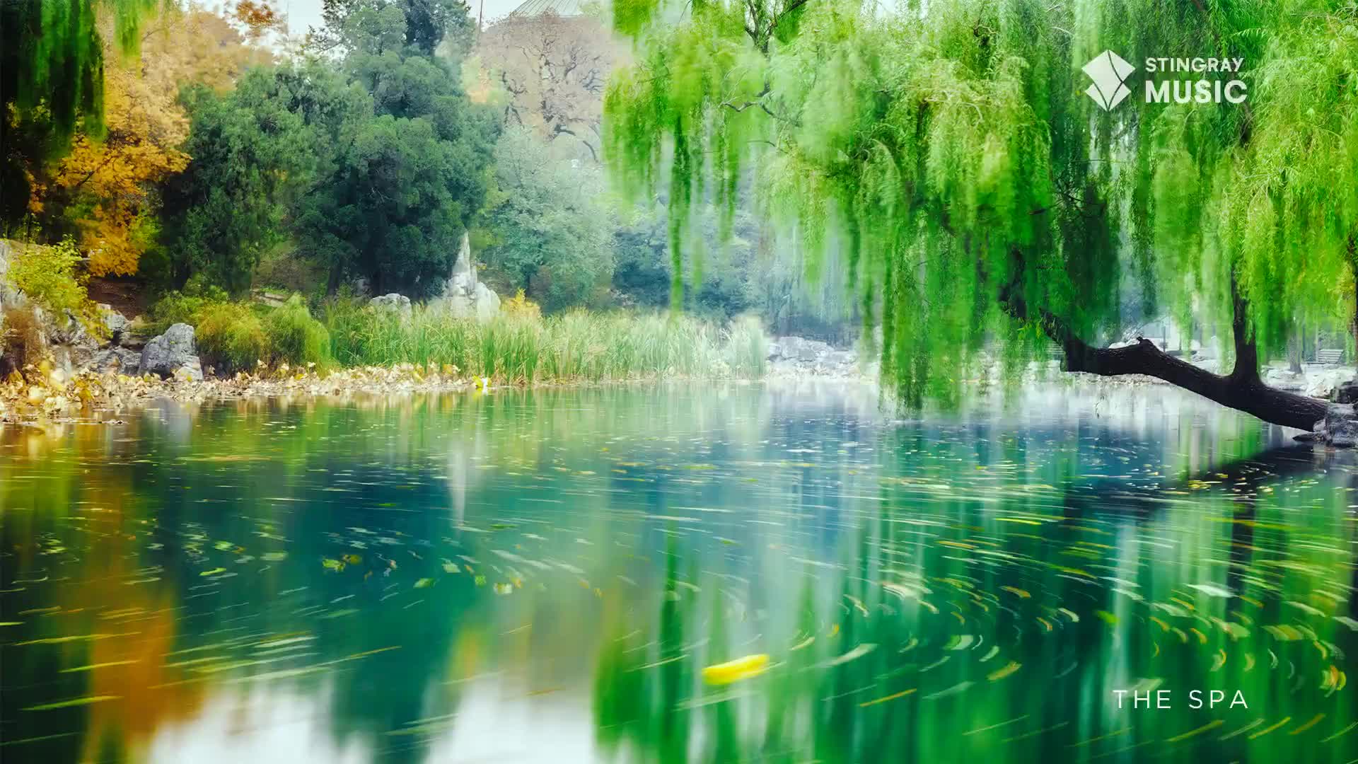A yellow object drifts across the shimmering green water, creating small, swirling patterns. The weeping willow's branches hang low over the pond, their leaves a vibrant green against the muted Canadian autumn foliage.