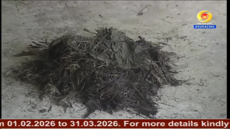 A pile of dark, dry grass and twigs lies on the ground, looking like a bird's nest. The DD Arun Prabha logo for Arunachal Pradesh is visible in the corner.