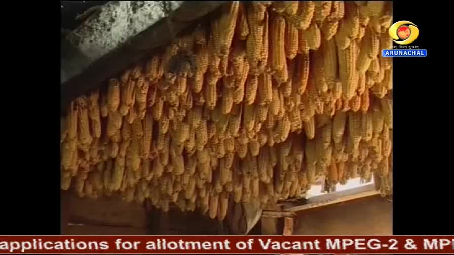 Rows upon rows of dried corn hang from a rough wooden beam, their husks brittle and yellow. The DD Arun Prabha logo is visible in the corner, a sign of local broadcast.