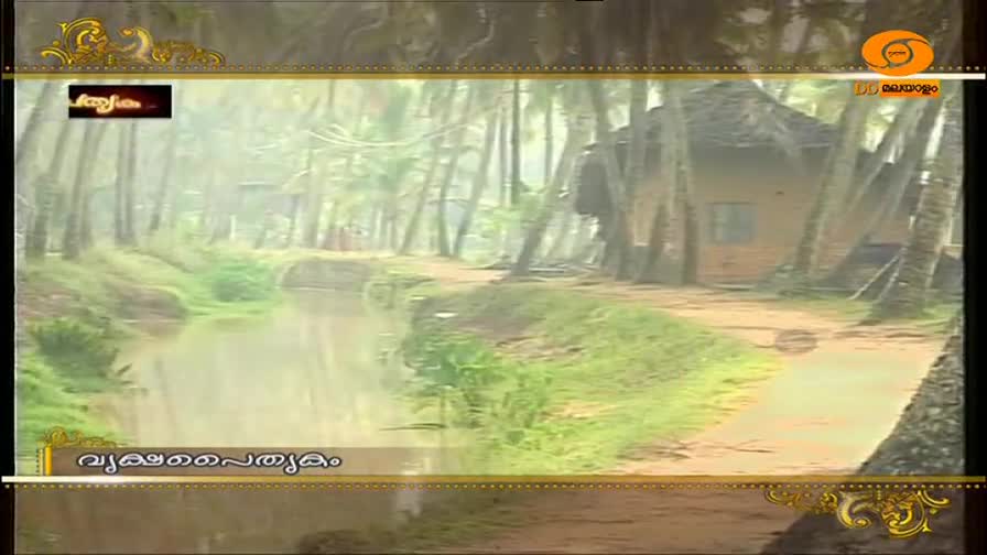 A narrow canal curves through a grove of palm trees, leading towards a small, rustic hut. The air hangs thick with mist, softening the edges of the scene. A narrow canal curves through a grove of palm trees, leading towards a small, rustic hut. The air hangs thick with mist, softening the edges of the scene.