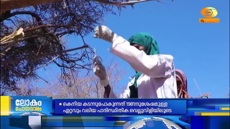 A person in a white lab coat and green headscarf carefully holds a syringe near a thorny branch. The bright blue sky behind them suggests a warm, dry day. A person in a white lab coat and green headscarf carefully holds a syringe near a thorny branch. The bright blue sky behind them suggests a warm, dry day.