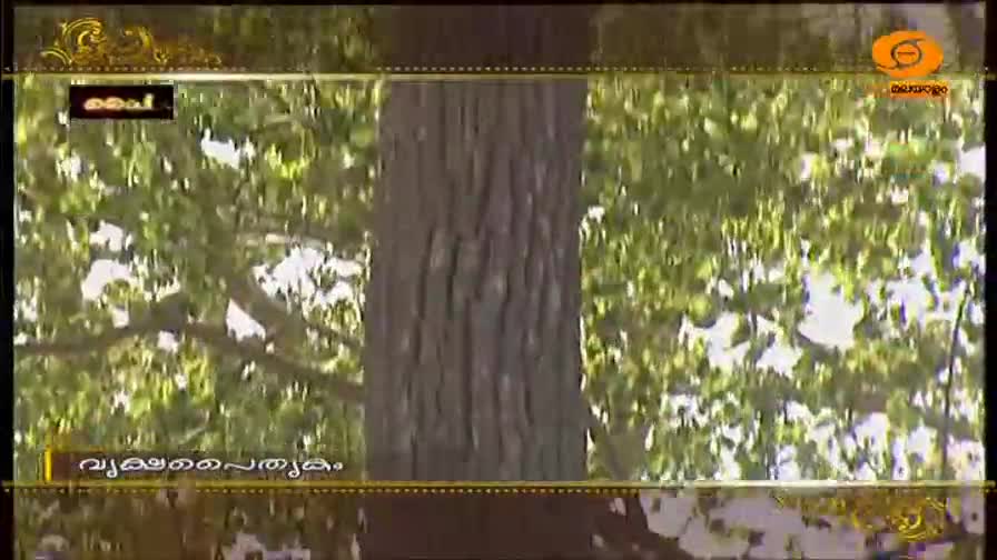 A thick, textured tree trunk stands center, its rough bark a study in browns and grays. Sunlight filters through a canopy of bright green leaves, dappling the scene with light.