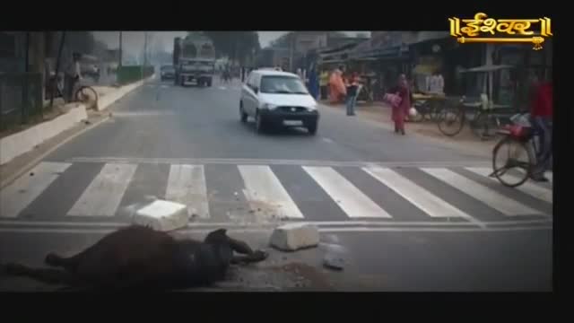 A dark animal lies motionless on the zebra crossing, its body sprawled across the white stripes. A white car approaches the scene, slowing as it nears the obstruction.