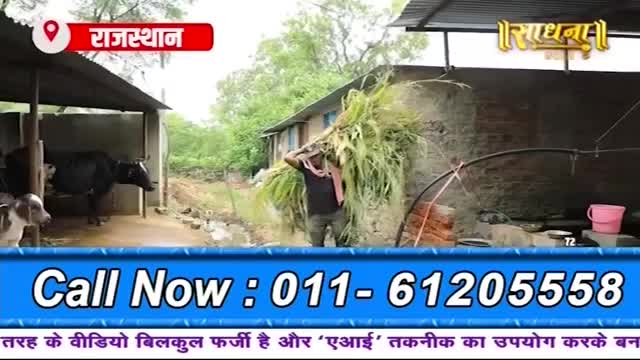 A man carries a heavy bundle of green fodder over his shoulder. Nearby, a black buffalo stands in a shaded enclosure.
