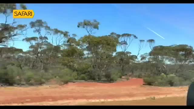 A bright yellow "Safari" logo hovers over a vast expanse of Australian bushland under a clear blue sky. A thin, white contrail streaks across the sky, a stark line against the natural landscape.