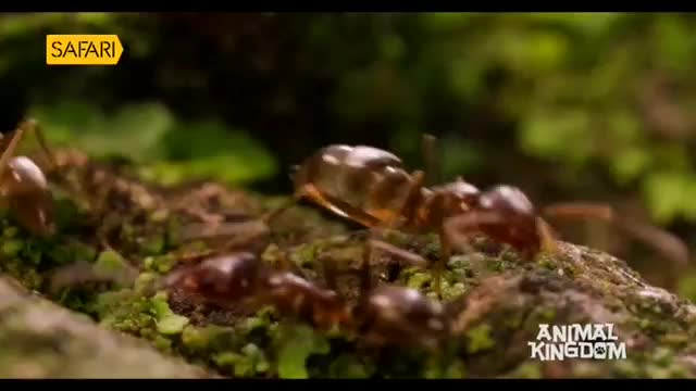 A line of ants marches across mossy ground. Their segmented bodies gleam under the light as they move with purpose.