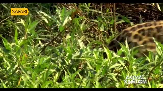 A spotted civet moves through dense green foliage, its patterned fur a striking contrast against the leaves. The camera captures this moment from the Safari TV broadcast, deep within India's wild.