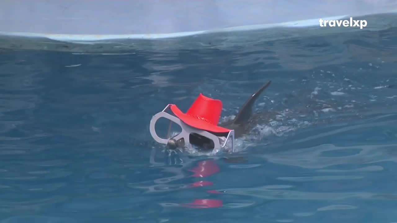 A seal is swimming in the water, wearing a red hat and oversized glasses. Its fin cuts through the water as it moves forward.
A seal is swimming in the water, wearing a red hat and oversized glasses. Its fin cuts through the water as it moves forward.
