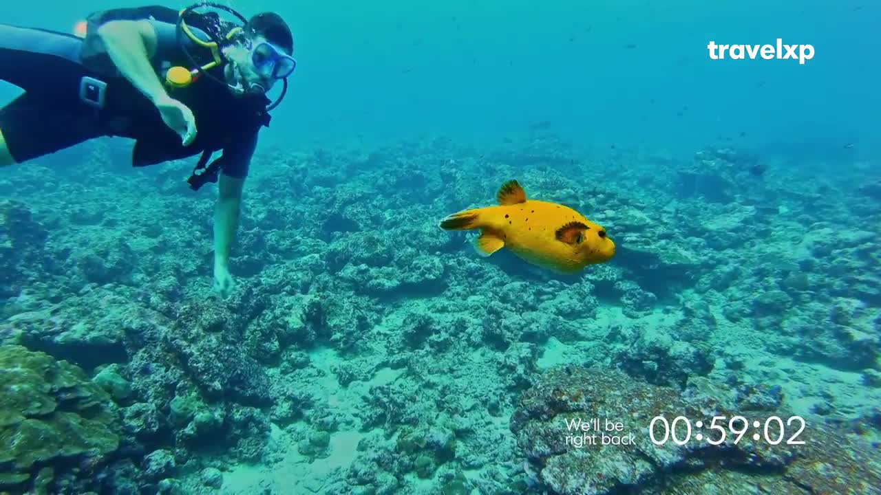 A diver reaches out toward a bright yellow pufferfish swimming through the coral. The vibrant underwater scene unfolds with a Travelxp watermark in the corner. A diver reaches out toward a bright yellow pufferfish swimming through the coral. The vibrant underwater scene unfolds with a Travelxp watermark in the corner.