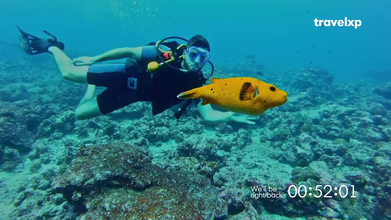 A diver glides through the clear blue water, a bright yellow pufferfish swimming just ahead. This underwater exploration is part of an exciting Travelxp journey.
