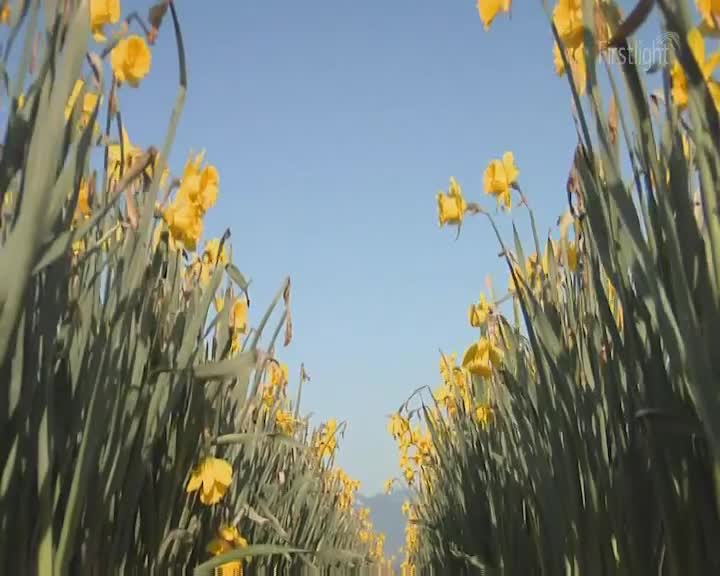 The bright yellow heads of daffodils sway gently in the morning light.  Rows of them stretch out ahead, their green stalks forming a vibrant pathway under a clear sky.