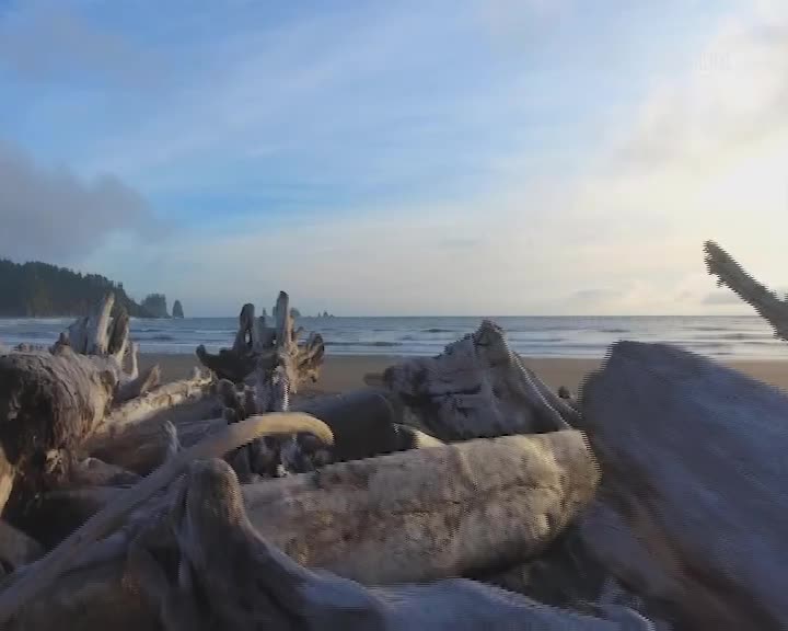 The first light of dawn breaks over a New Zealand beach, illuminating a jumble of weathered driftwood. Waves gently wash ashore, leaving a glistening sheen on the sand.