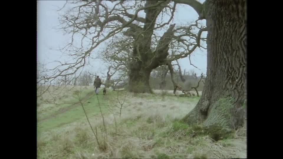 A man in a coat walks with his dog across a grassy field. They are heading towards a cluster of ancient oak trees, their bare branches stark against the overcast sky.