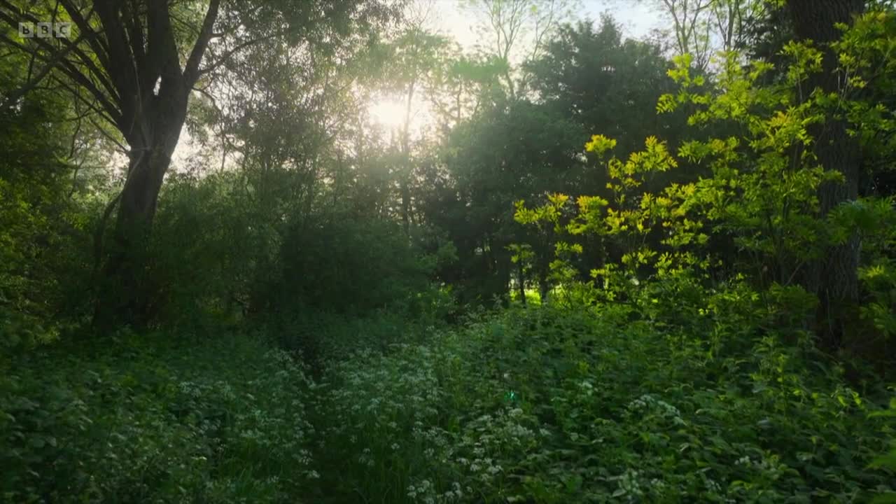 Sunlight filters through the dense trees of a British woodland, illuminating the lush undergrowth. The BBC Two logo is visible in the top left corner.