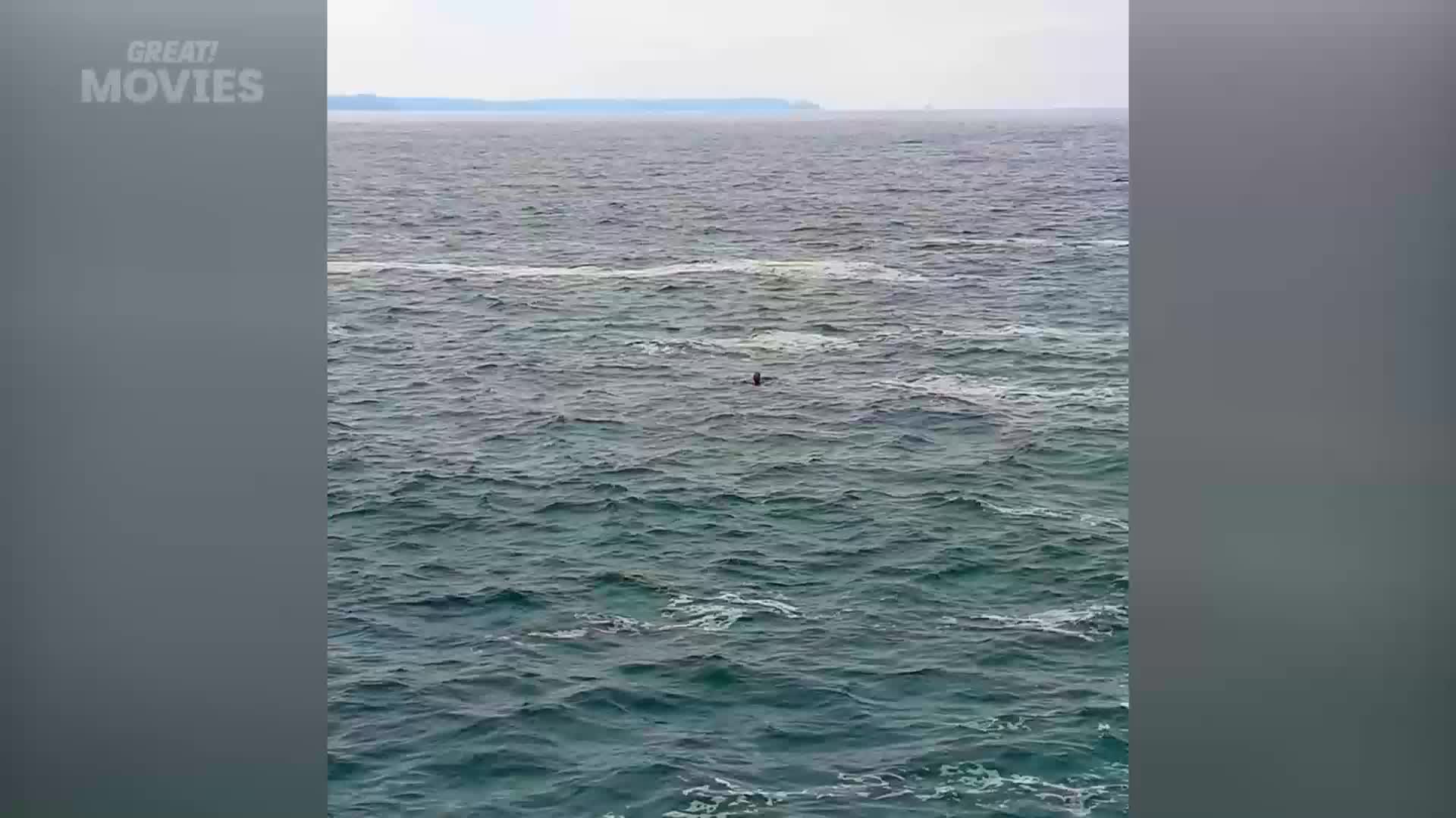 A dark shape breaks the choppy surface of the grey-green sea. The distant coastline of the UK is a hazy line under a pale sky.