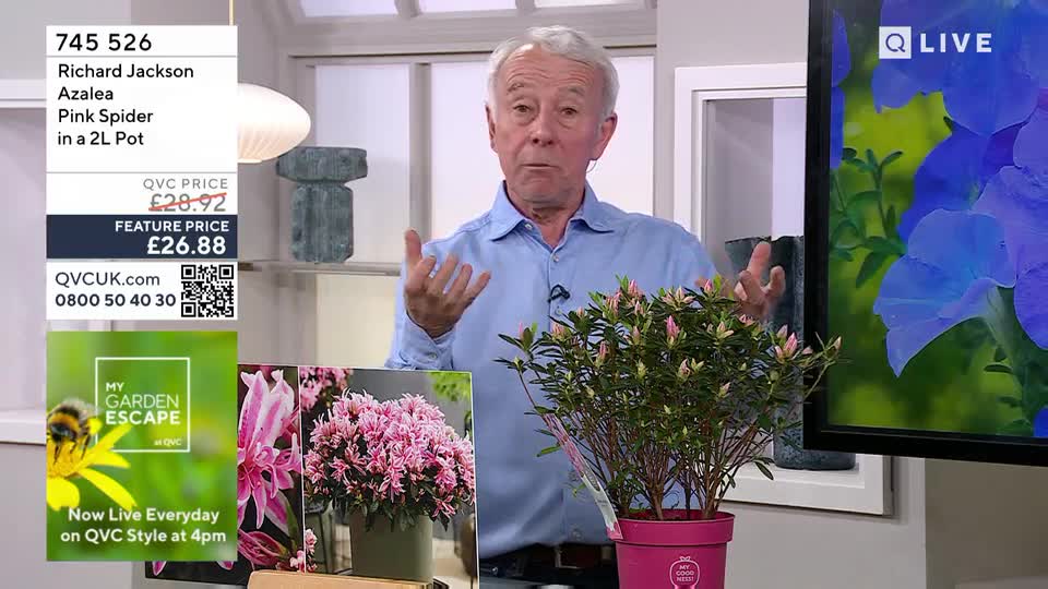 The presenter gestures with his hands as he talks about the pink spider azalea. A large screen behind him displays vibrant blue flowers, while a small potted azalea sits on the table.