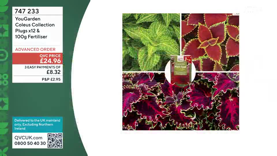 Here are the YouGarden Coleus Collection plugs, twelve in total, along with a 100g bag of fertiliser. The plants displayed feature vibrant green, red, and deep purple foliage with striking yellow-edged leaves.