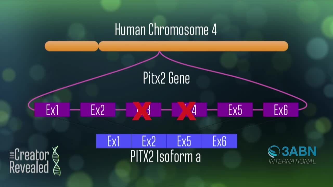 On the screen, a diagram from 3ABN International shows the Pitx2 gene on Human Chromosome 4, with exons 3 and 4 marked with a red "X." Below it, a different version of the gene called PITX2 Isoform a is displayed, missing those exons.
