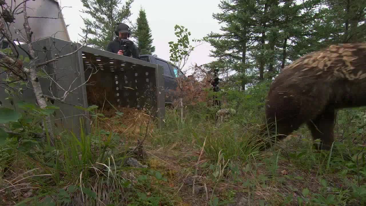 A large, brown bear emerges from the tall grass, its massive form partially obscuring the view.  A metal cage sits open, and a person with a camera stands nearby, documenting the scene.
