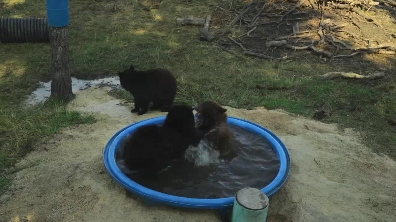 Three black bears splash in a small, blue pool, while another watches from the edge. The water ripples as they tussle playfully.
