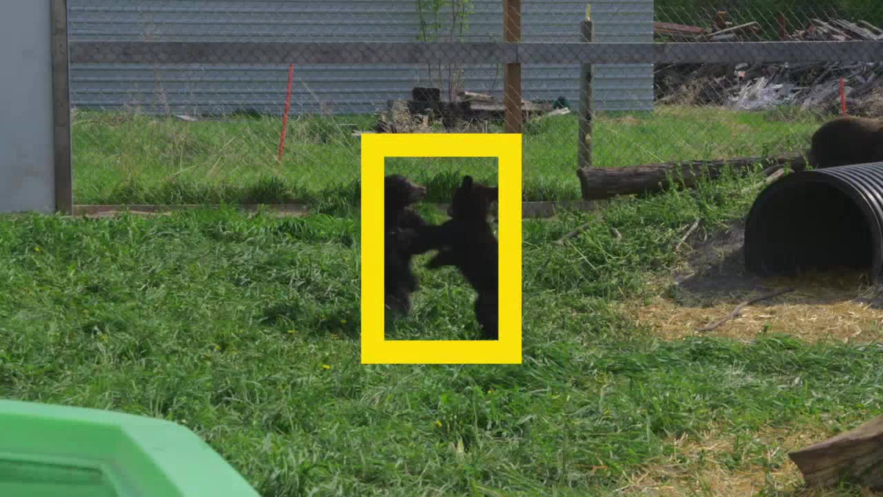Two small black bears are playfully wrestling inside a yellow frame. They're standing on their hind legs, pawing at each other in the grassy enclosure.
