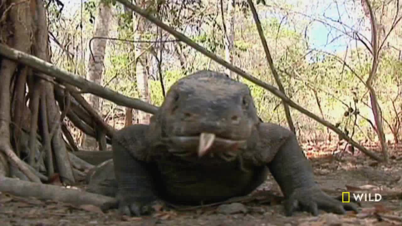 A Komodo dragon, its tongue flicking, slowly advances towards the camera. The creature's massive body and thick legs are clearly visible as it navigates the forest floor.

