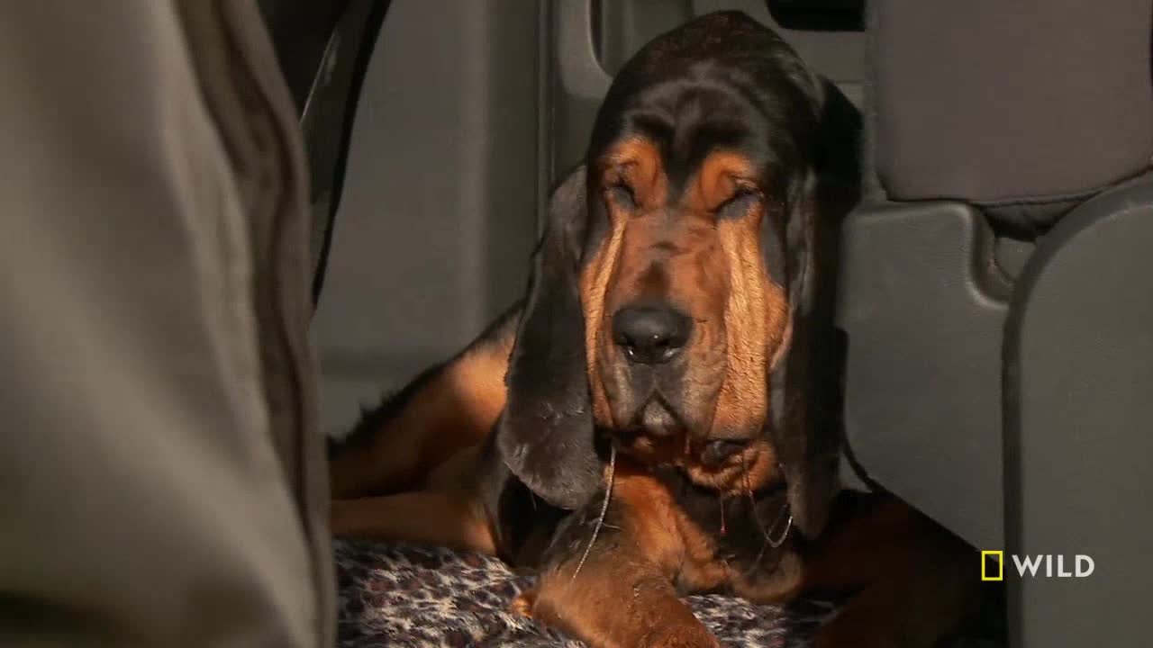 A droopy-faced bloodhound rests inside a vehicle, its dark ears and muzzle contrasting with the tan skin around its eyes. The dog is lying down on a patterned blanket, seemingly relaxed.
