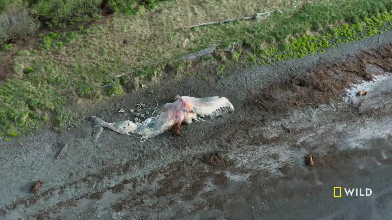 A whale carcass lies on the muddy shore, its flesh torn and exposed. Several brown bears are nearby, likely drawn to the feast, as seen on National Geographic Wild in the United States.
