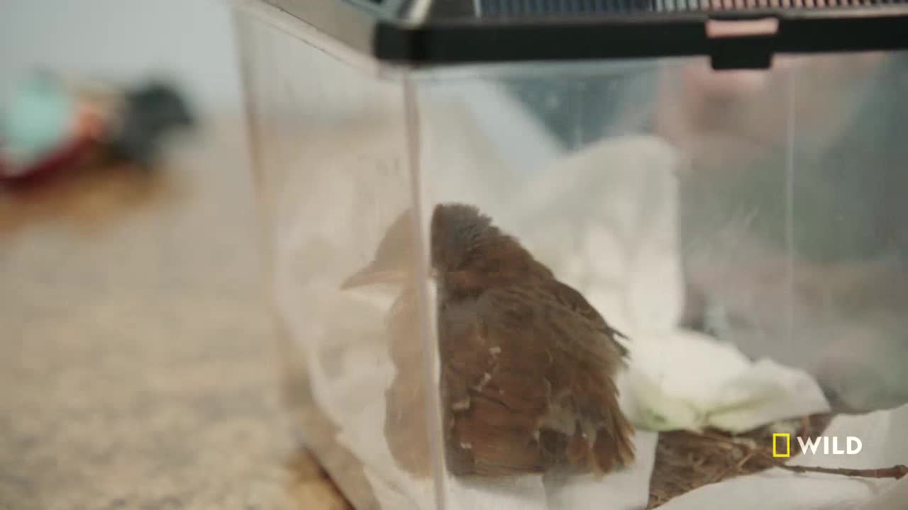 A small, brown bird sits inside a clear plastic container, resting on folded white paper. The National Geographic Wild logo is visible in the bottom right corner.
