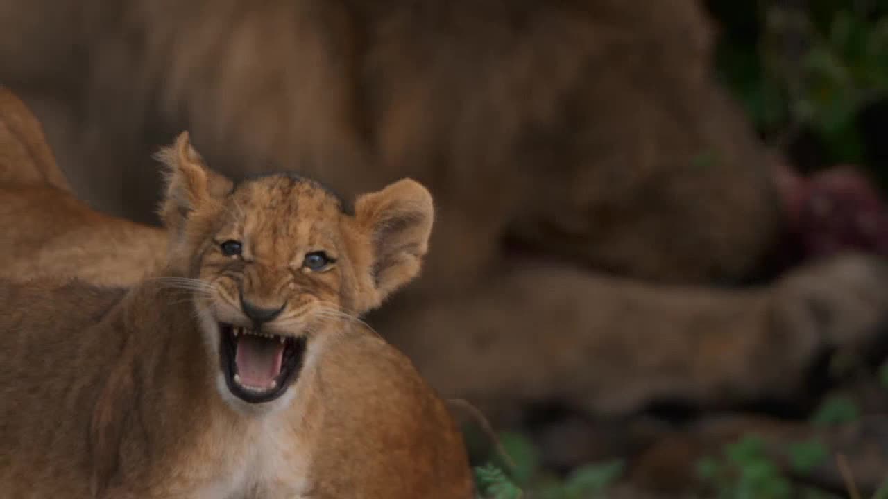 A lion cub snarls, its mouth wide open, revealing tiny teeth. Behind it, an adult lion is partially visible, likely enjoying a meal.
