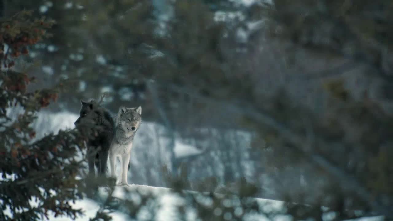 Two wolves stand on a snowy ledge, their fur blending with the muted tones of the winter landscape. The gray wolf stares directly ahead, while its darker companion turns its head slightly to the side.
