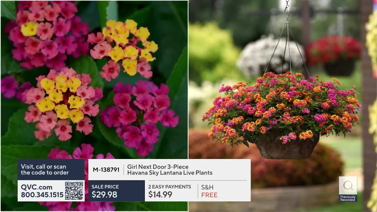 A hanging basket overflows with vibrant clusters of pink, yellow, and orange flowers. Nearby, a close-up reveals the intricate detail of these same blooms against lush green leaves.