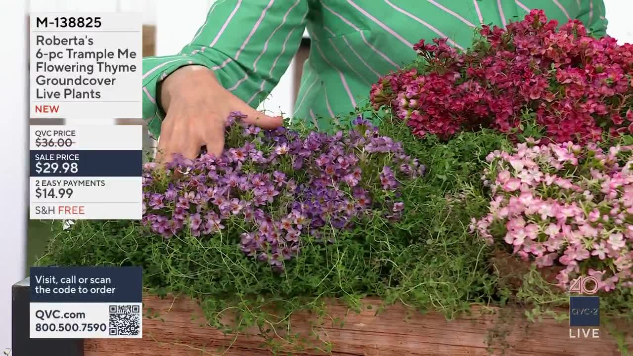 A hand reaches into a wooden planter, arranging a cluster of tiny purple flowers. The planter overflows with green foliage and bursts of pink and deep red blooms.