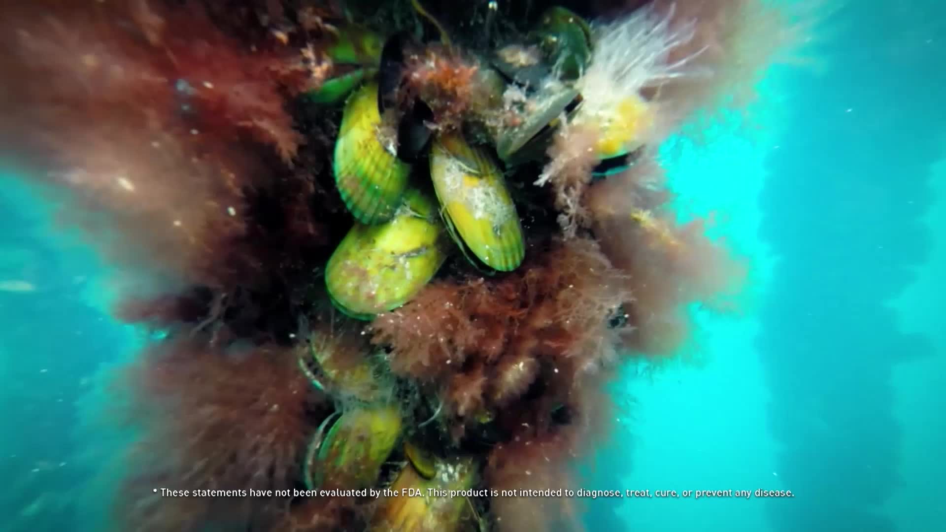 A cluster of green mussels clings to a submerged structure, surrounded by wisps of brown seaweed. The water around them is a vibrant, clear turquoise.
