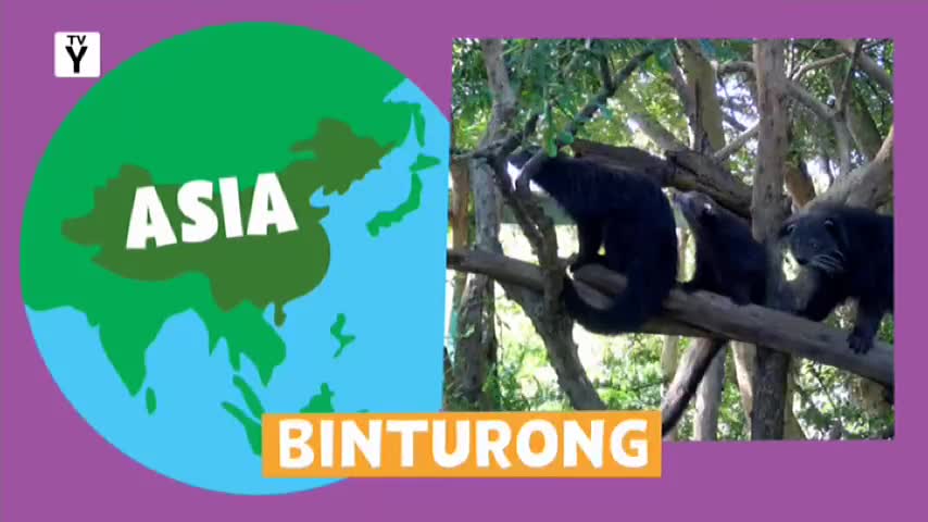 Three dark binturongs perch on a tree branch, their black fur contrasting with the green leaves. The 10 Bold graphic is showing a map of Asia, where these creatures are found.

