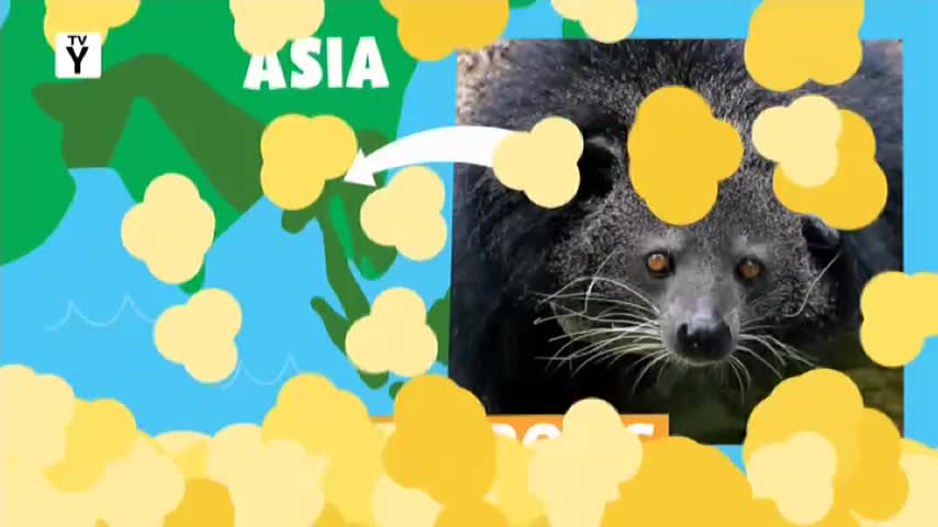 A map of Asia is shown with a stylized arrow pointing toward a close-up of a dark-furred animal. The creature's amber eyes stare directly at the viewer, framed by a scattering of yellow shapes.
