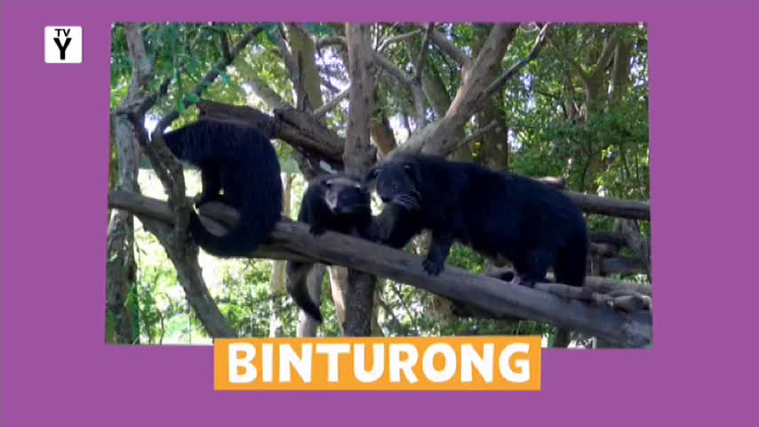 Three binturongs navigate a thick tree branch. One clings to a vertical limb, while two others move along the horizontal one.