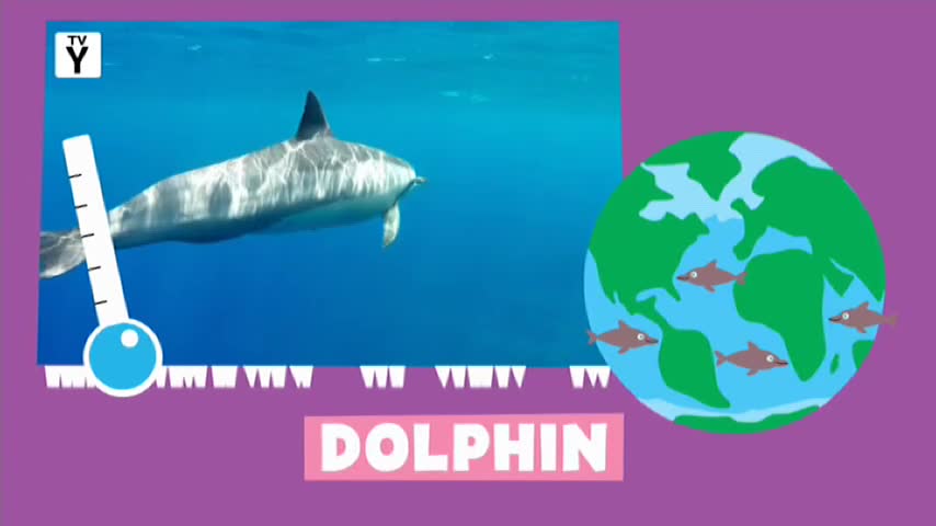 A dolphin glides through clear blue water. A cartoon Earth shows several small fish swimming around it.