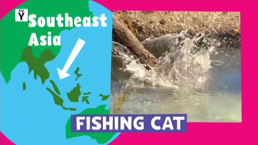 A fishing cat plunges into the water, sending a spray of droplets into the air. Its dark fur is slick as it moves through the murky shallows. A fishing cat plunges into the water, sending a spray of droplets into the air. Its dark fur is slick as it moves through the murky shallows.
