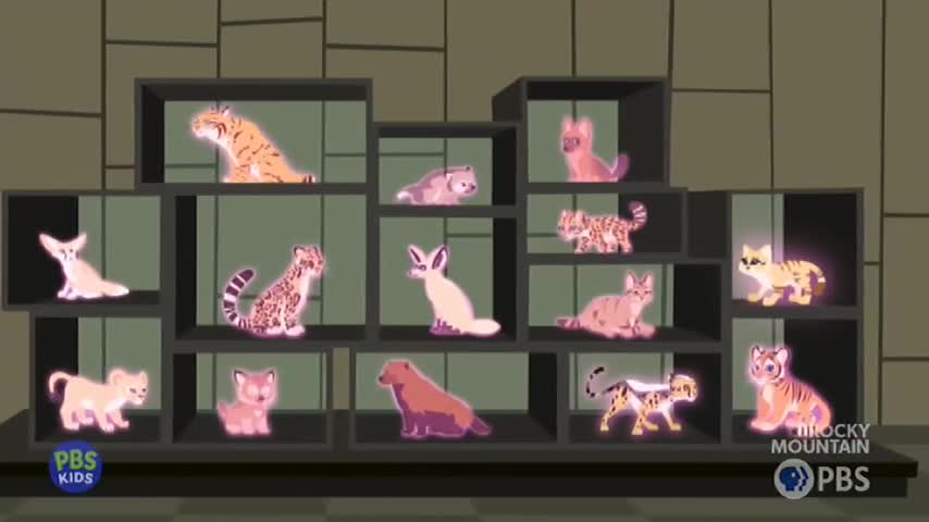 A collection of animated wild cats sits on shelves. One with orange and black stripes, like a tiger from the Australian outback, is perched on the top shelf. A spotted cat with a long tail, reminiscent of a snow leopard, is on the middle shelf.
